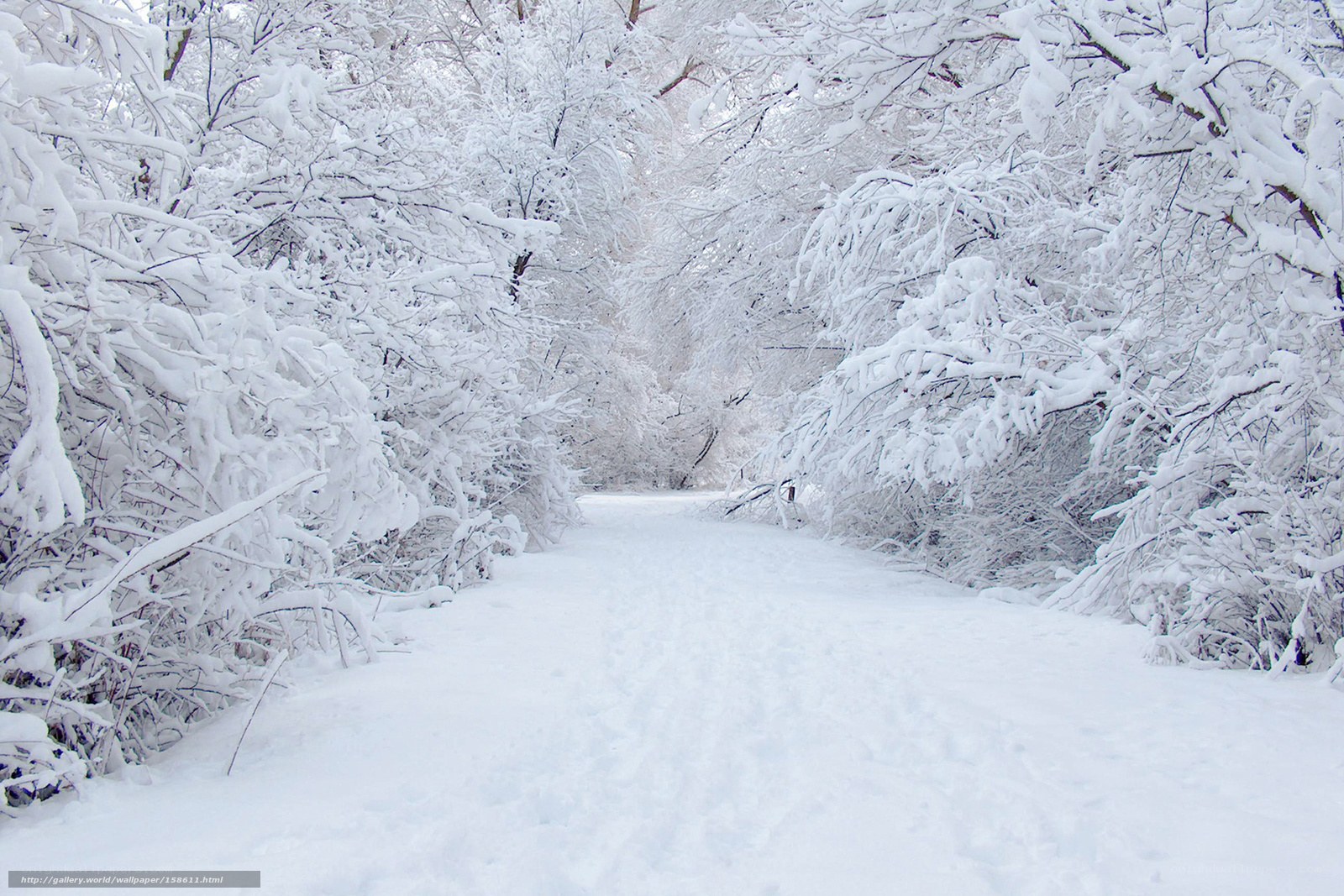 Snowy path in winter forest