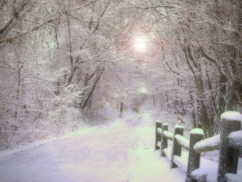 Snowy path in winter forest