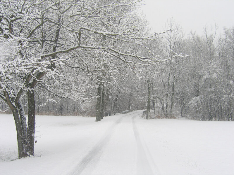 Snowy path in winter forest
