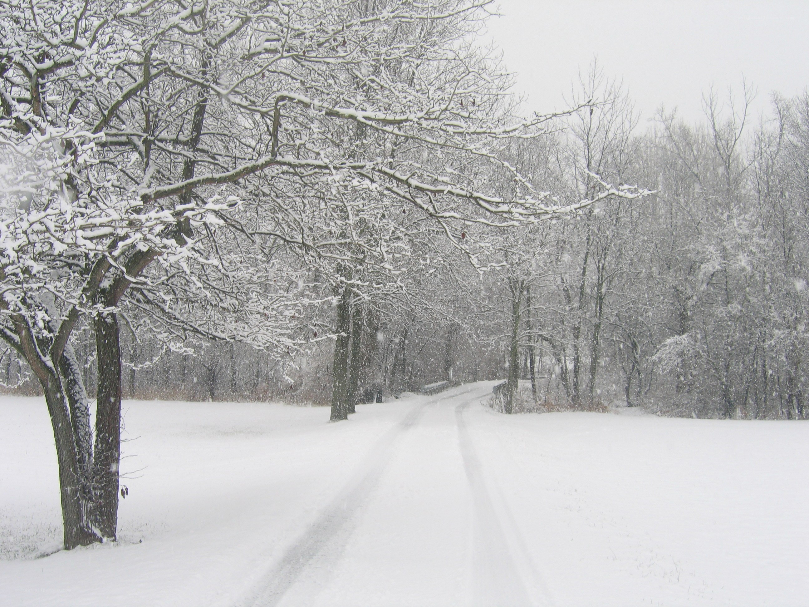Snowy path in winter forest