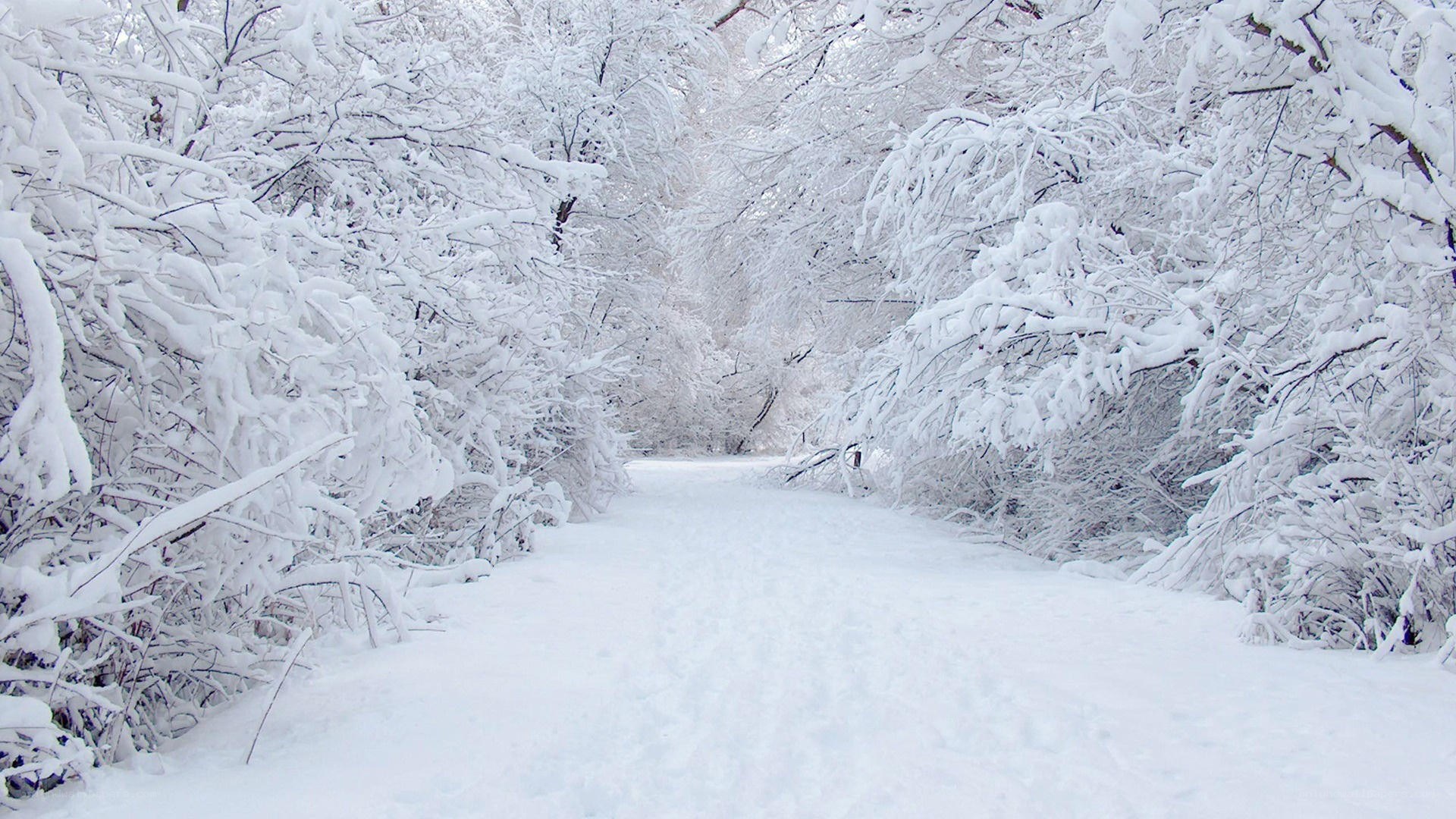 Snowy path in winter forest