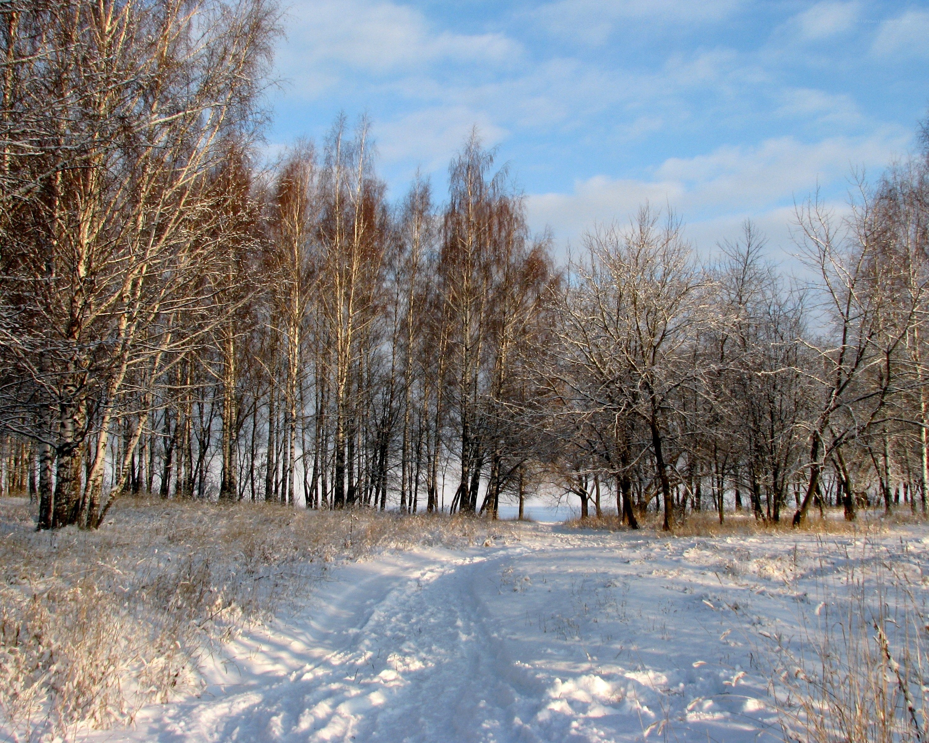 Snowy path in winter forest