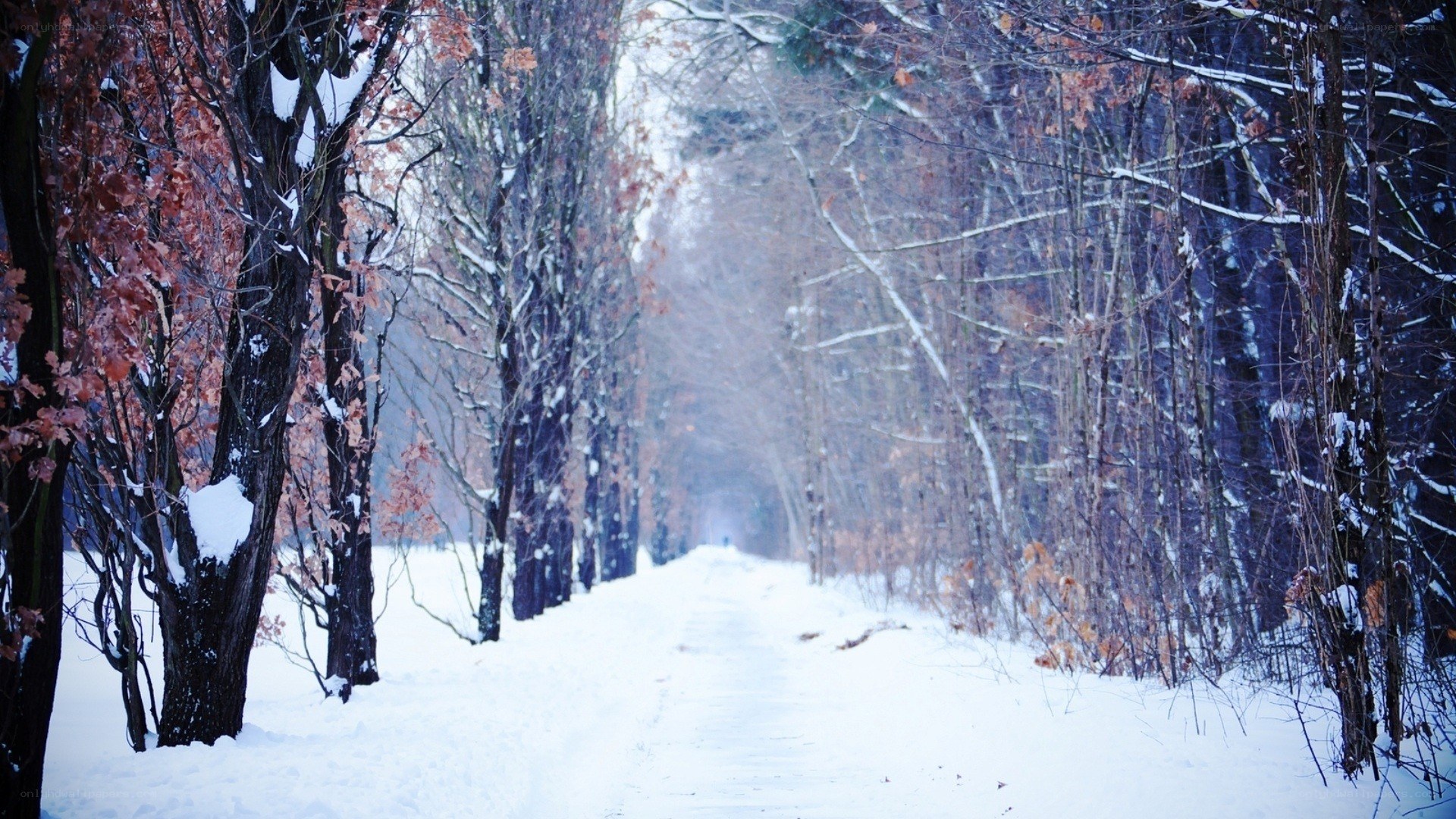 Snowy path in winter forest
