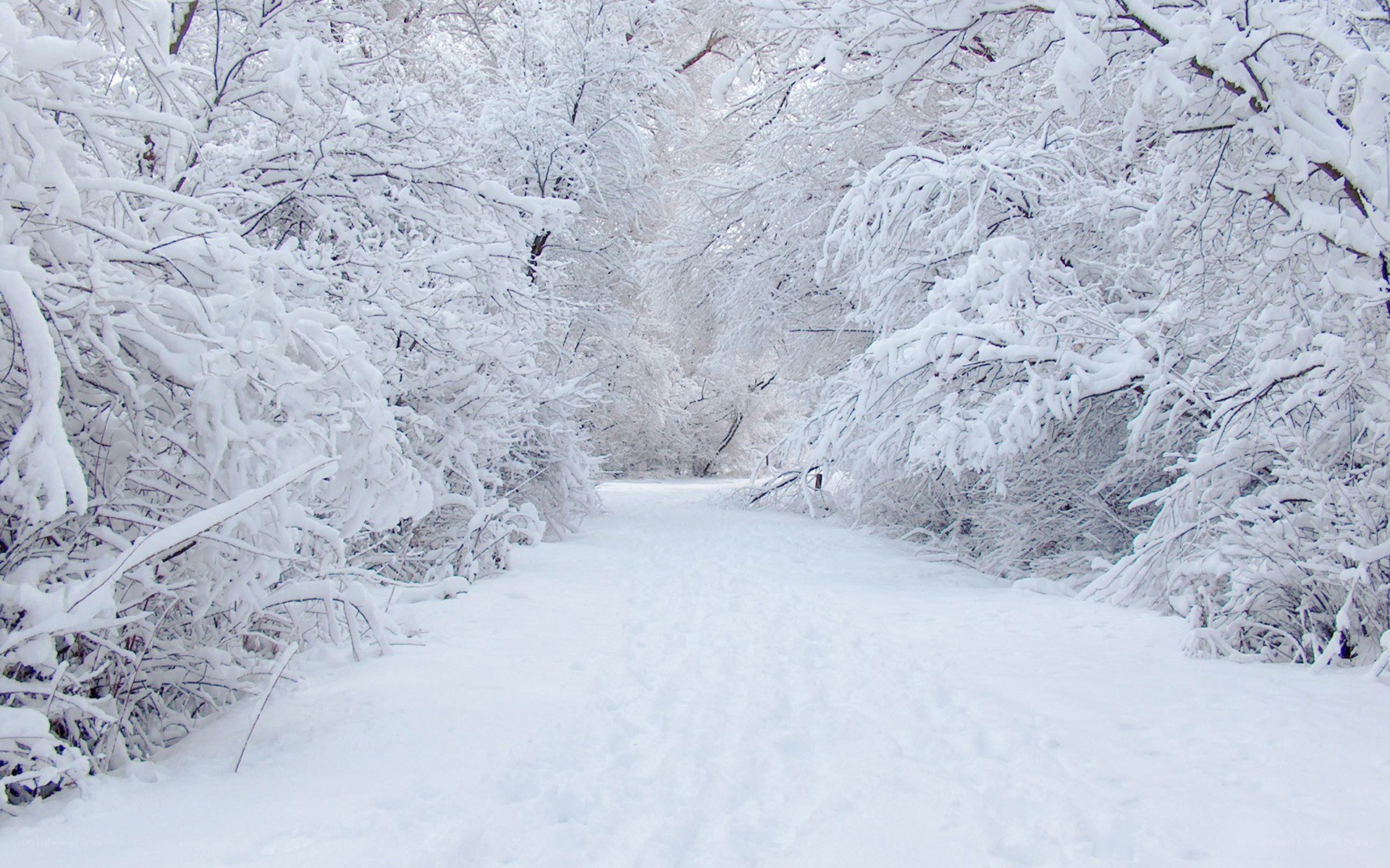 Snowy path in winter forest