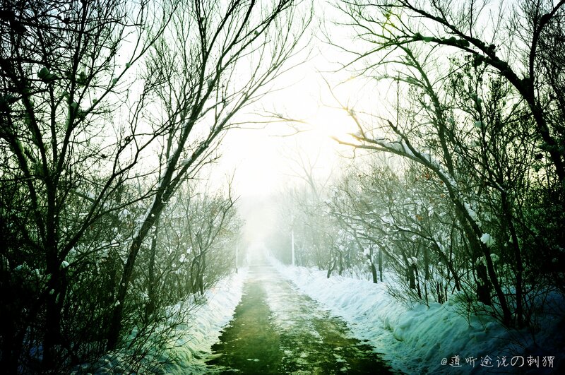 Snowy path in winter forest