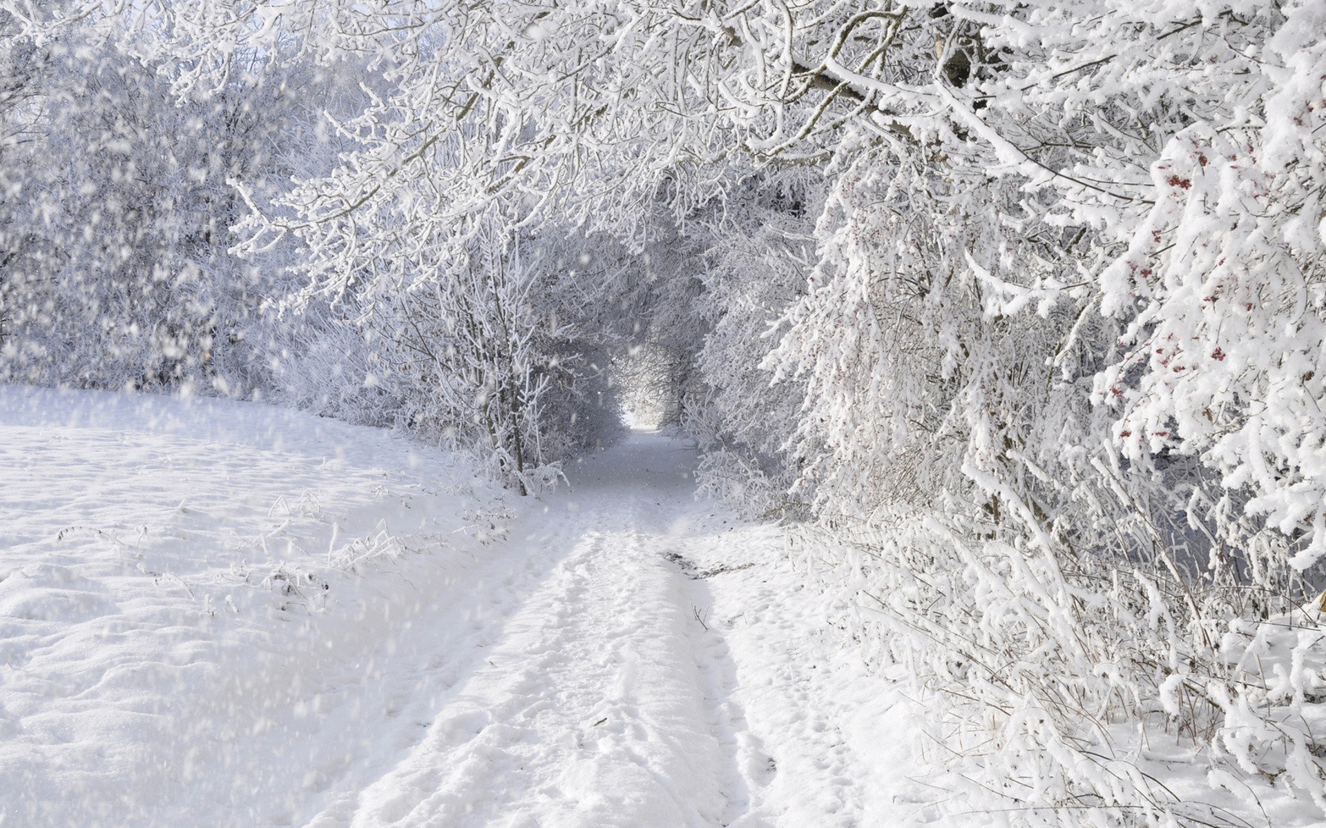 Snowy path in winter forest