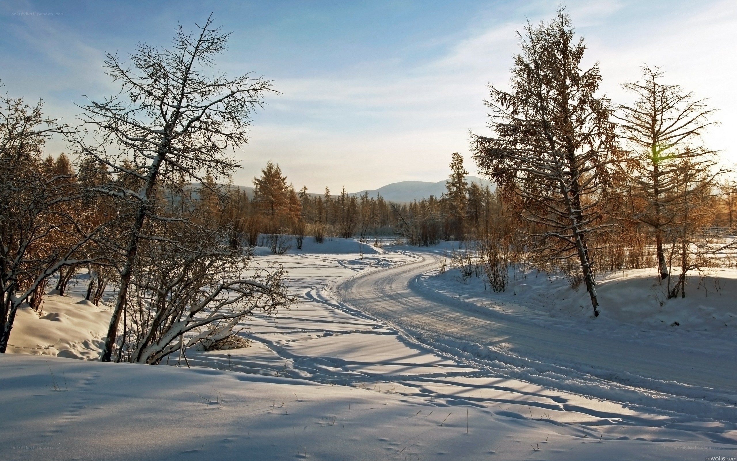 Snowy path in winter forest