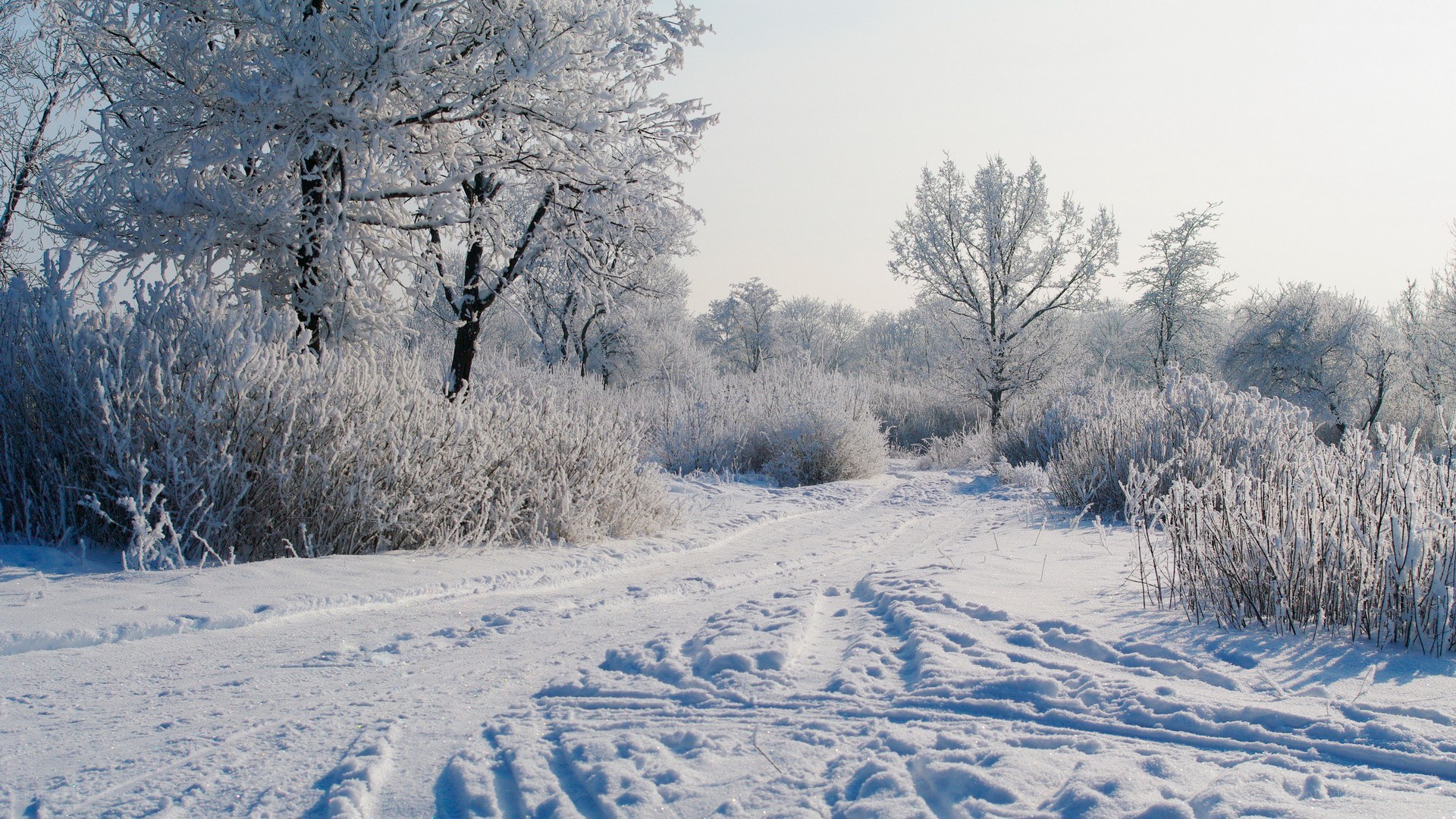 Snowy path in winter forest
