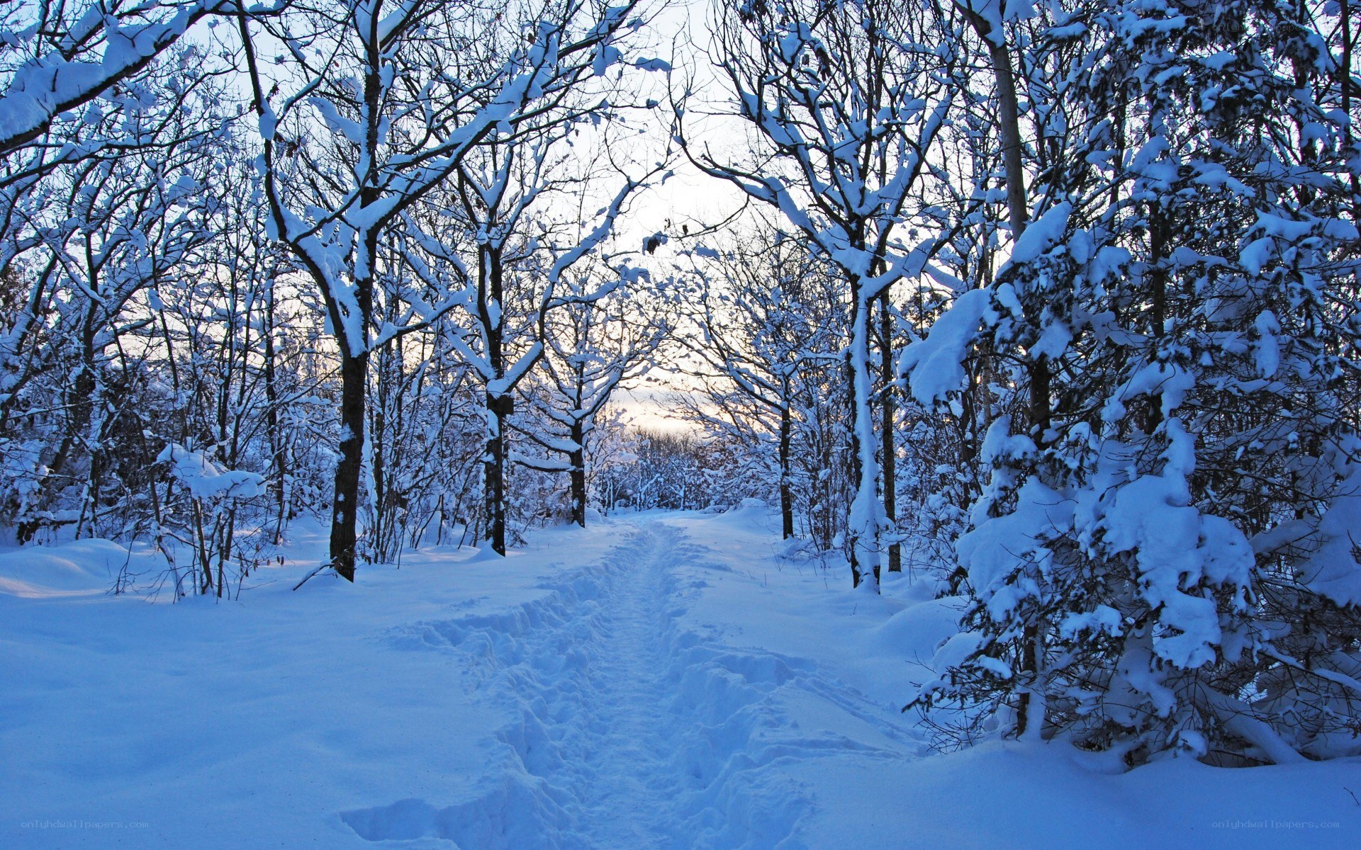 Snowy path in winter forest