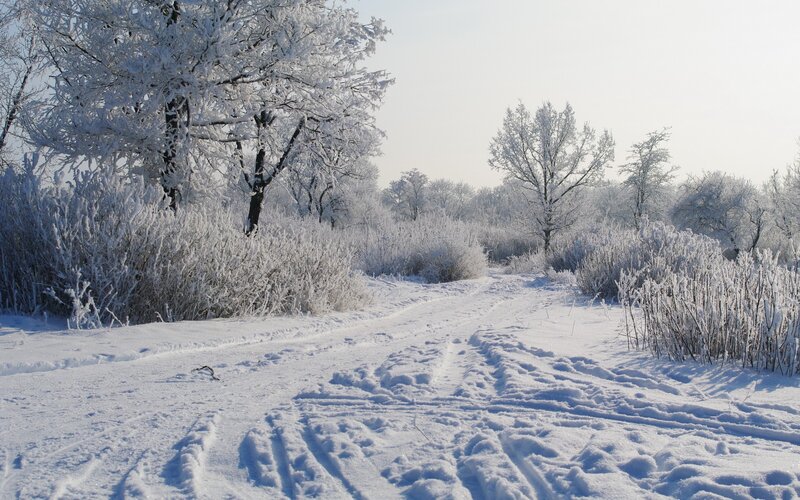 Snowy path in winter forest
