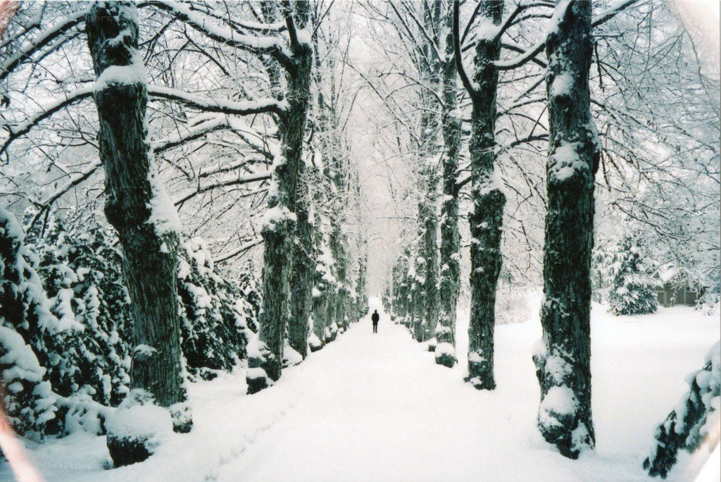 Snowy path in winter forest