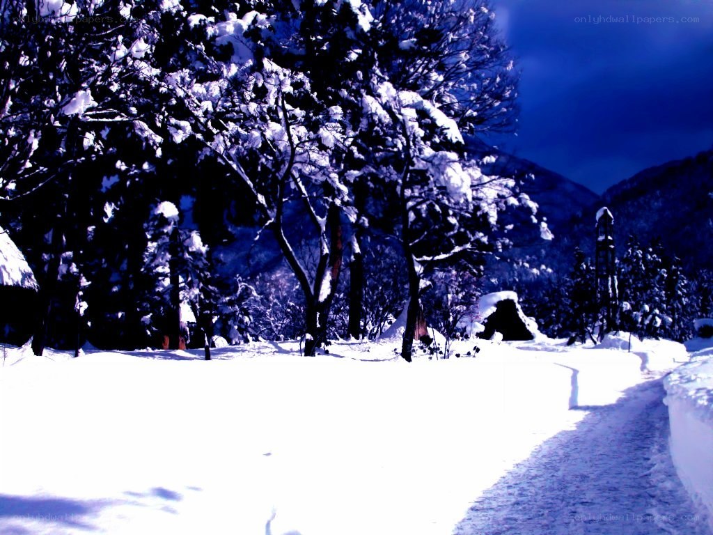 snowy path in winter forest