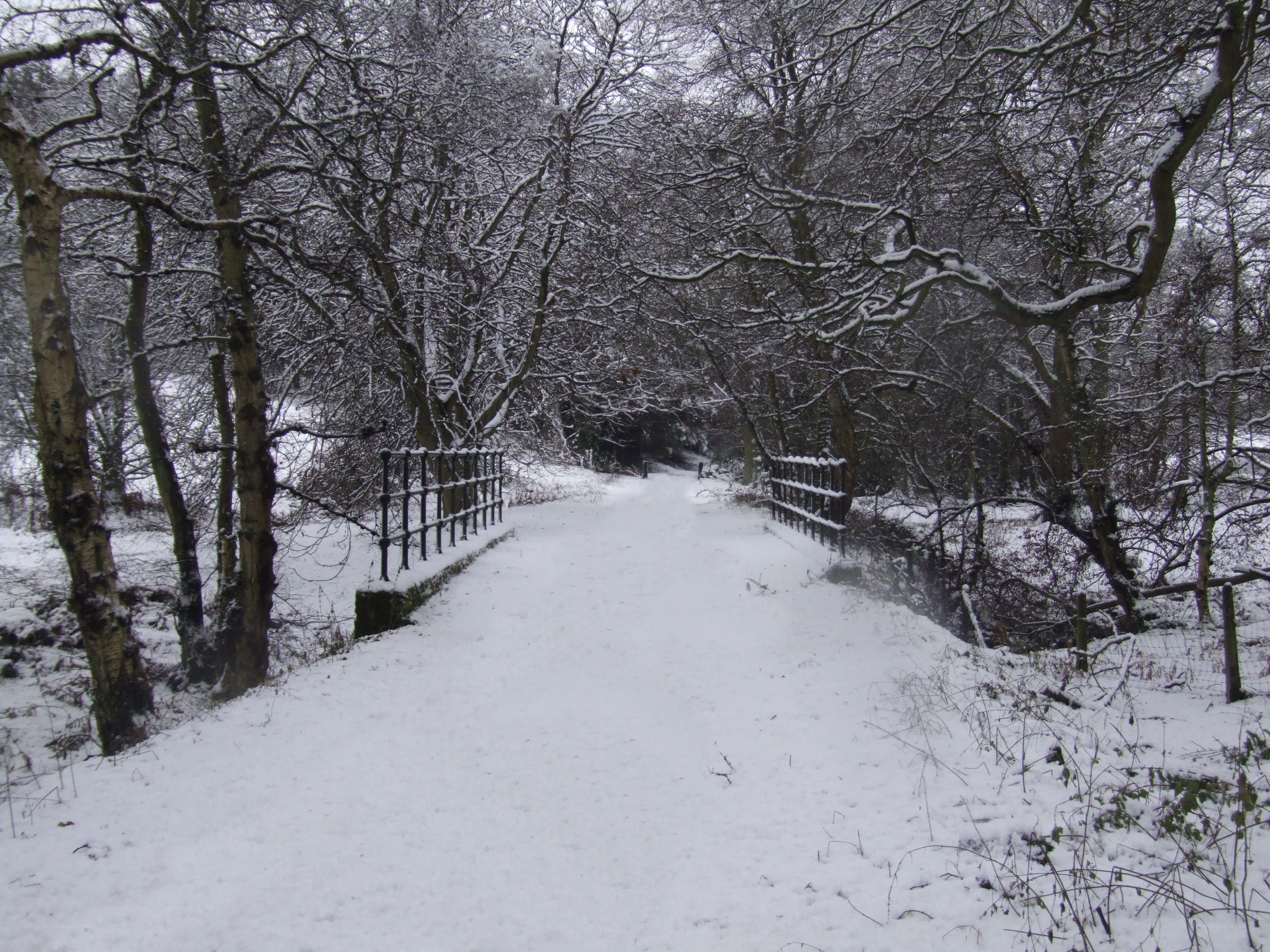 Snowy path in winter forest