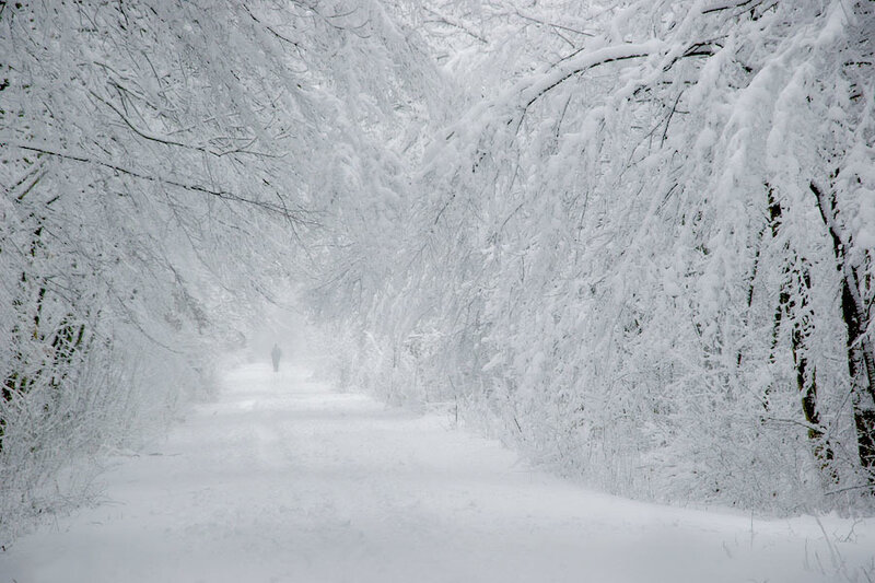 Snowy path in winter forest