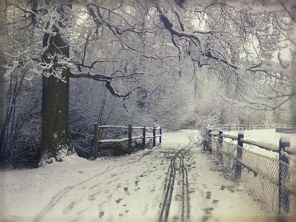 Snowy path in winter forest