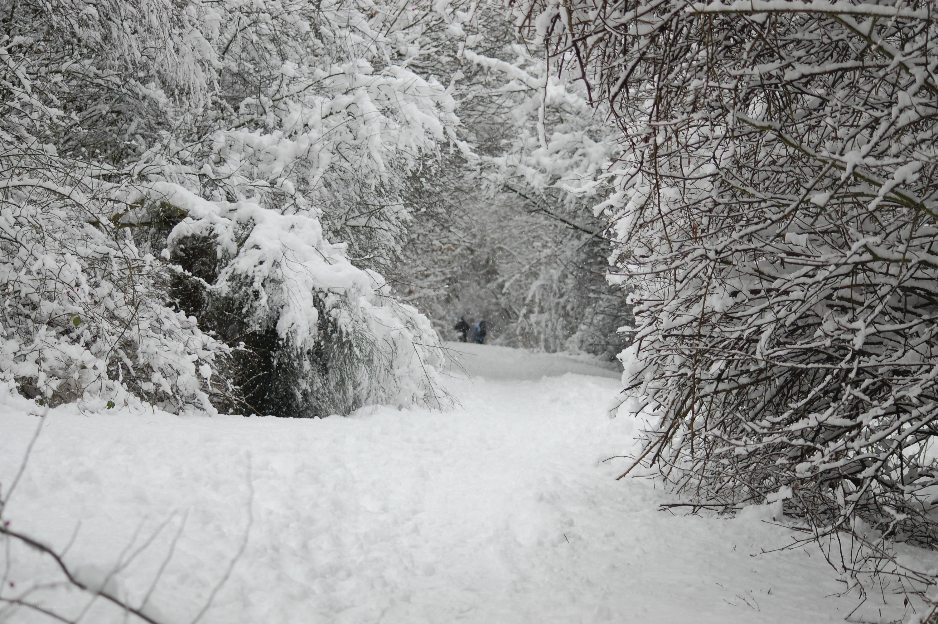 Snowy path in winter forest