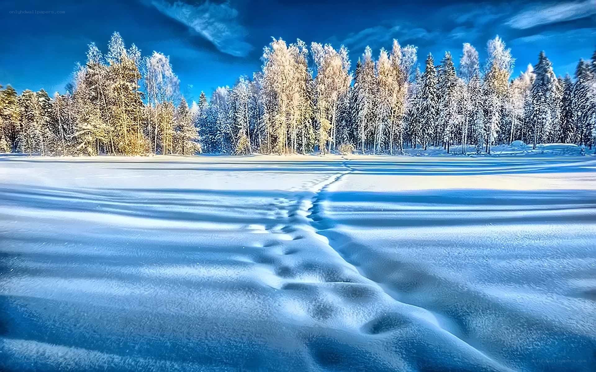 Snowy path in winter forest
