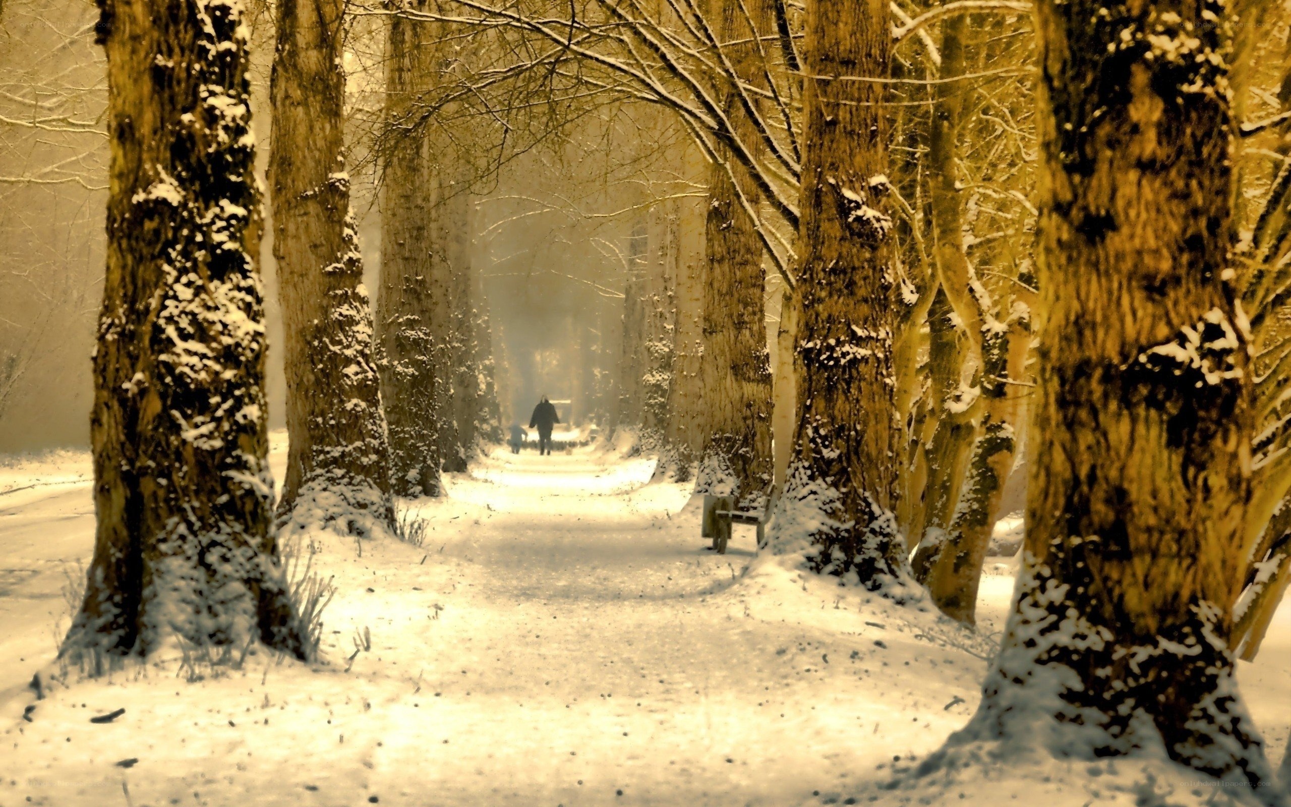 Snowy path in winter forest