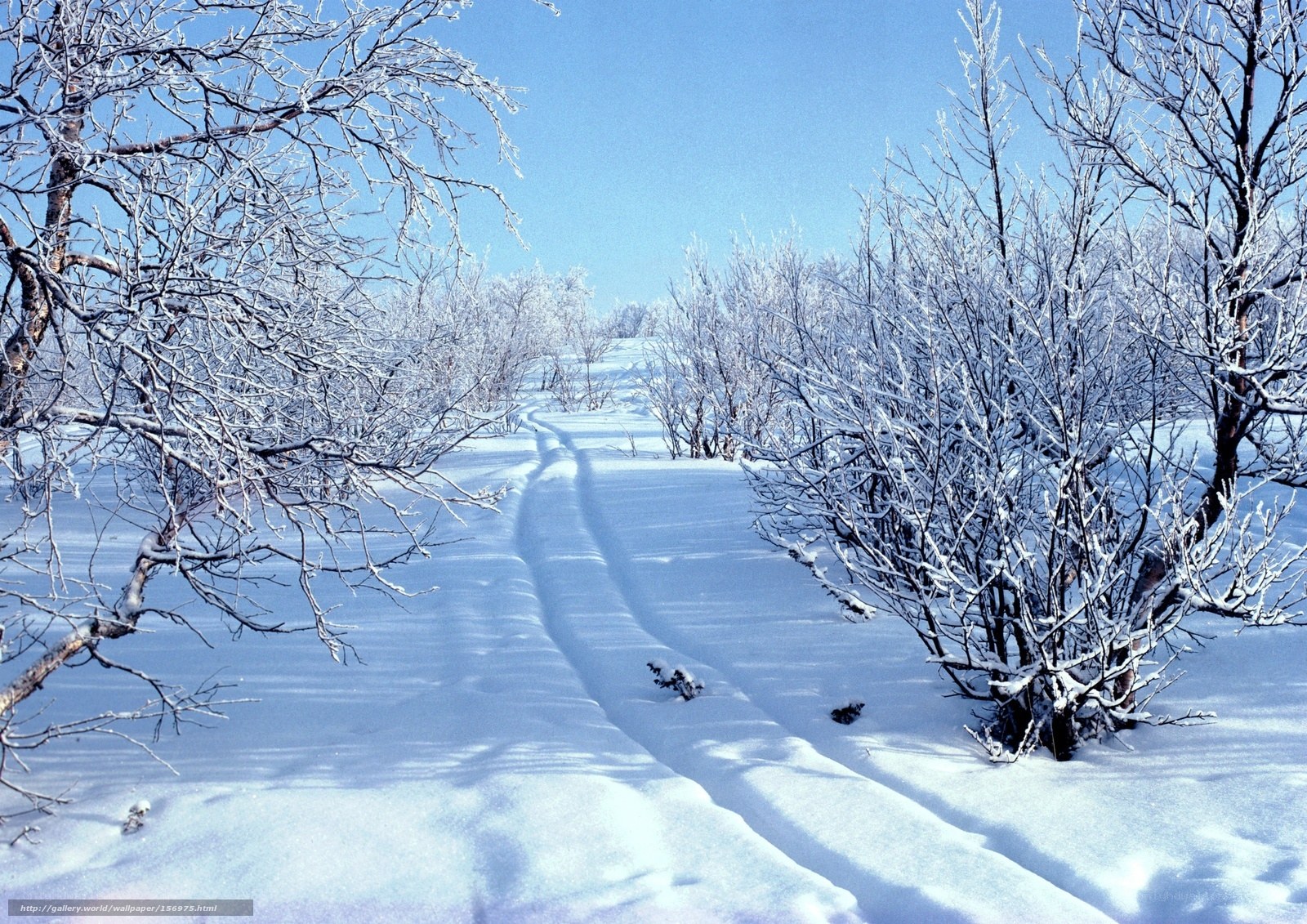 Snowy path in winter forest