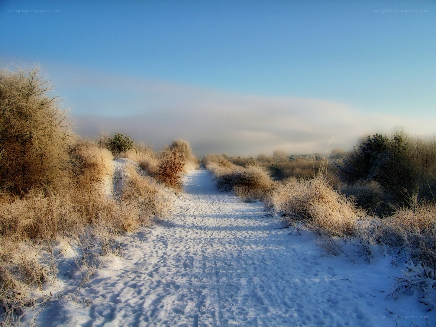 Snowy path in winter landscape