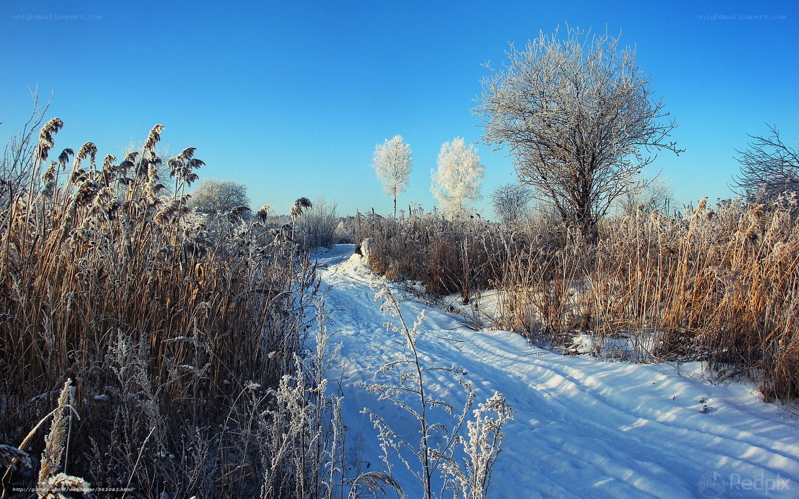 Snowy path in winter landscape