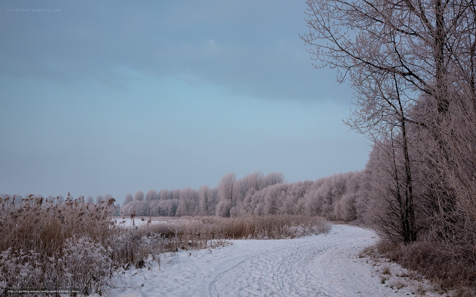 Snowy path in winter landscape