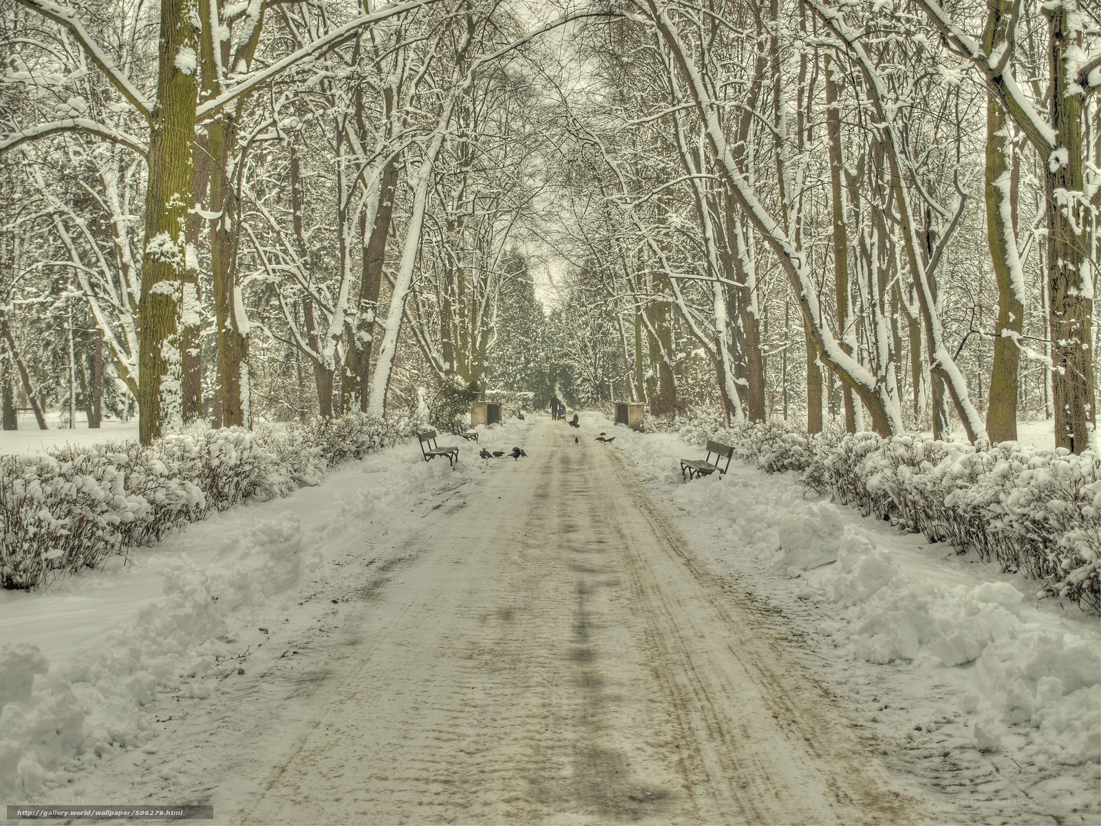 Snowy path in winter park