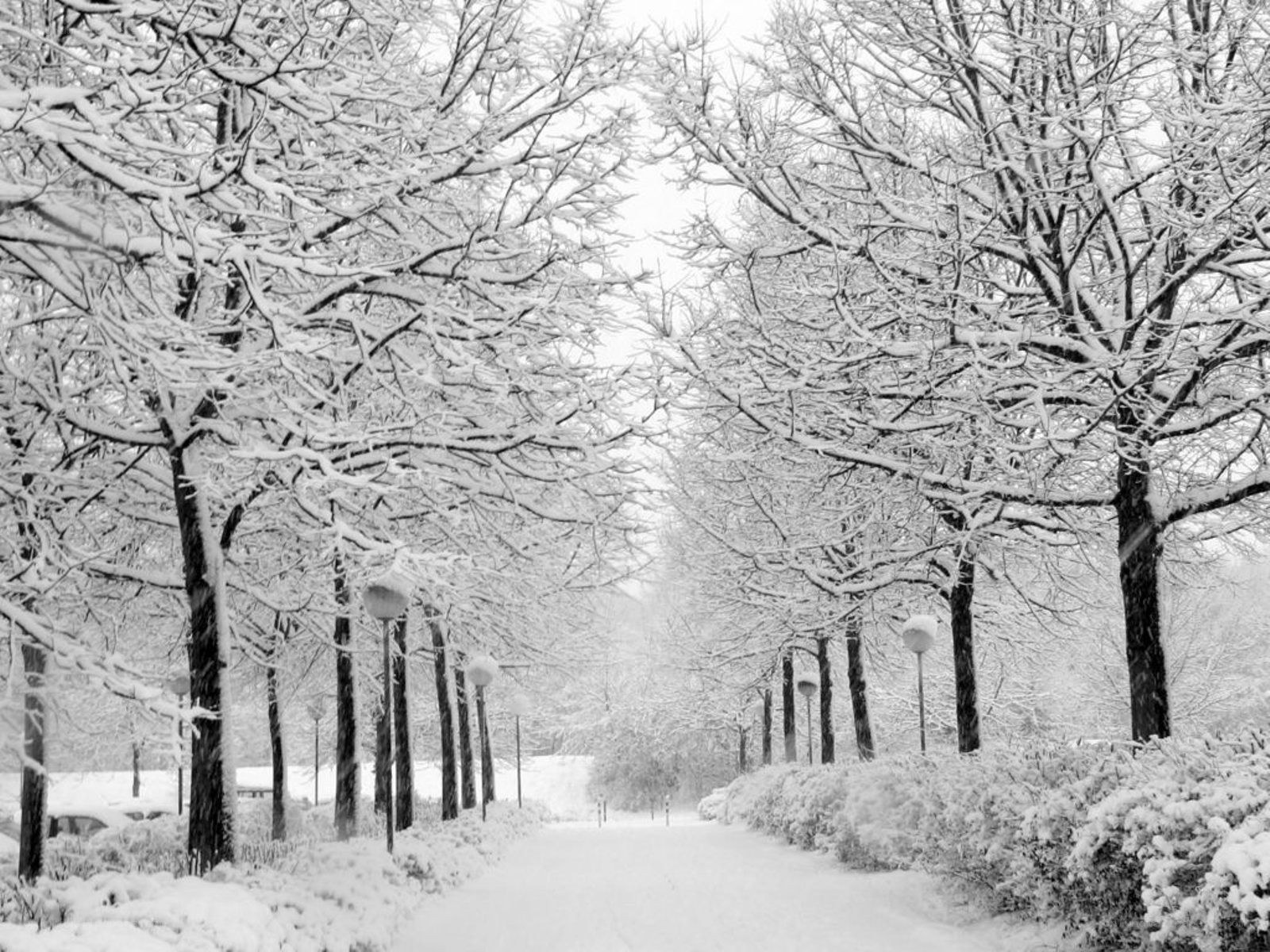 Snowy path in winter park