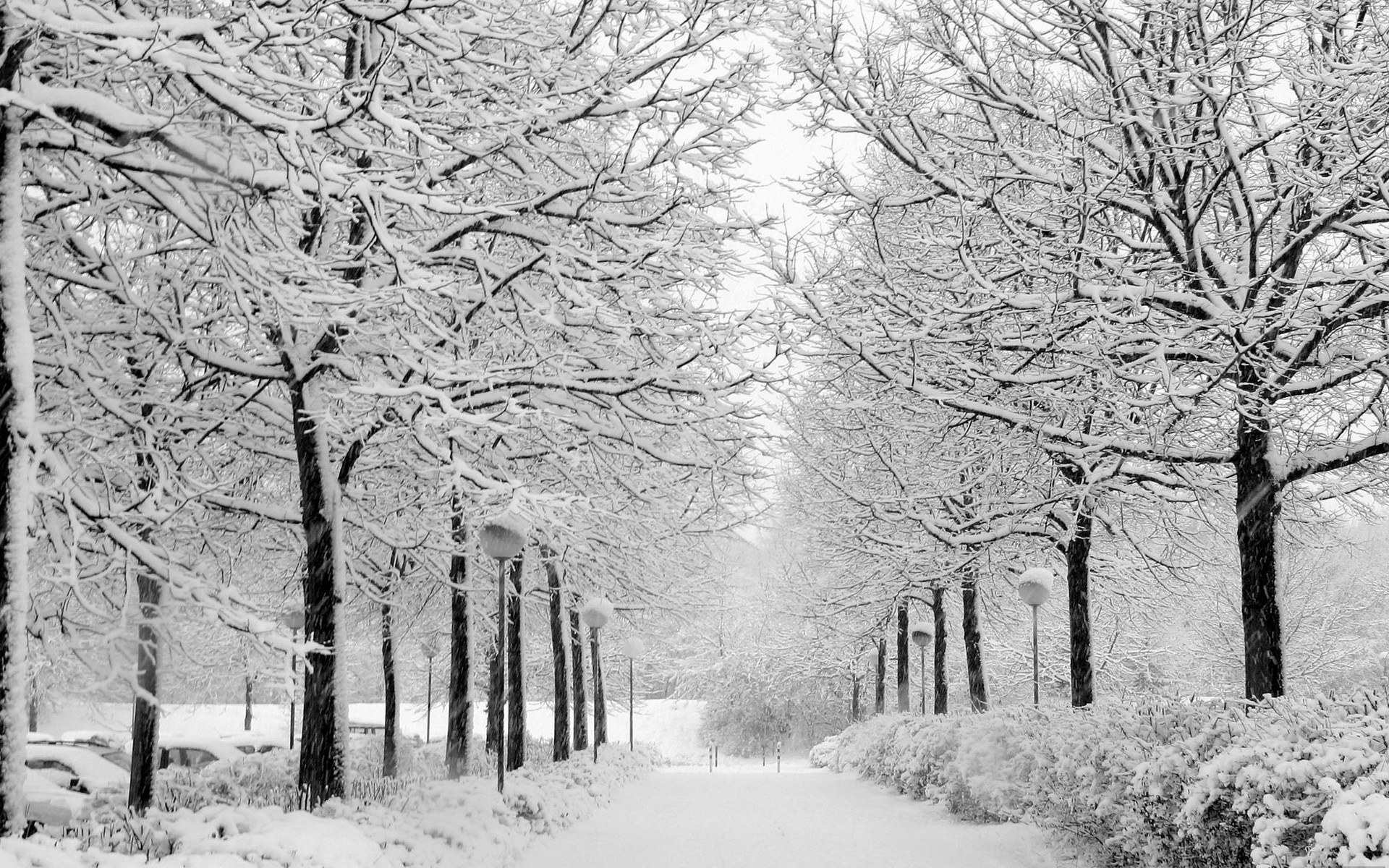 Snowy path in winter park