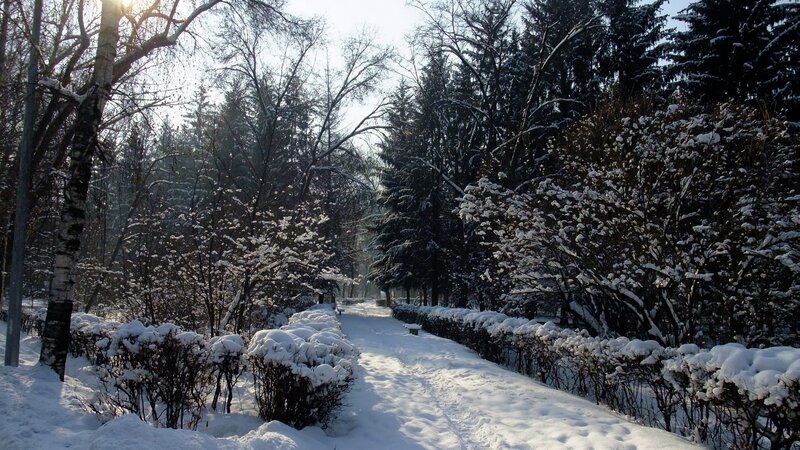 Snowy path in winter park