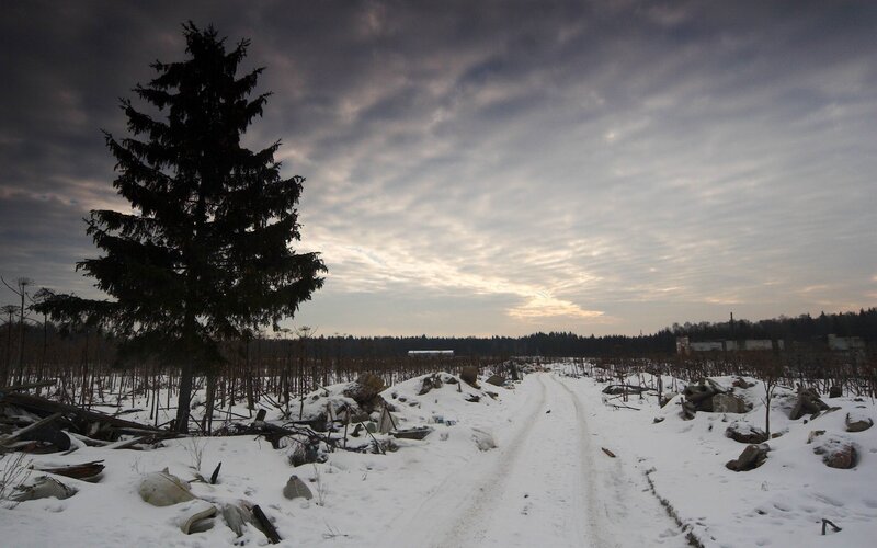 Snowy path through a forest clearing