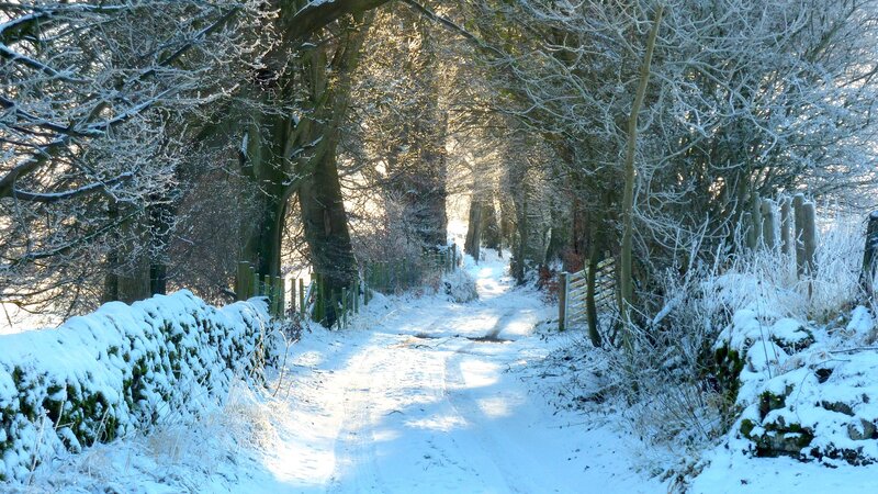Snowy path through a winter forest