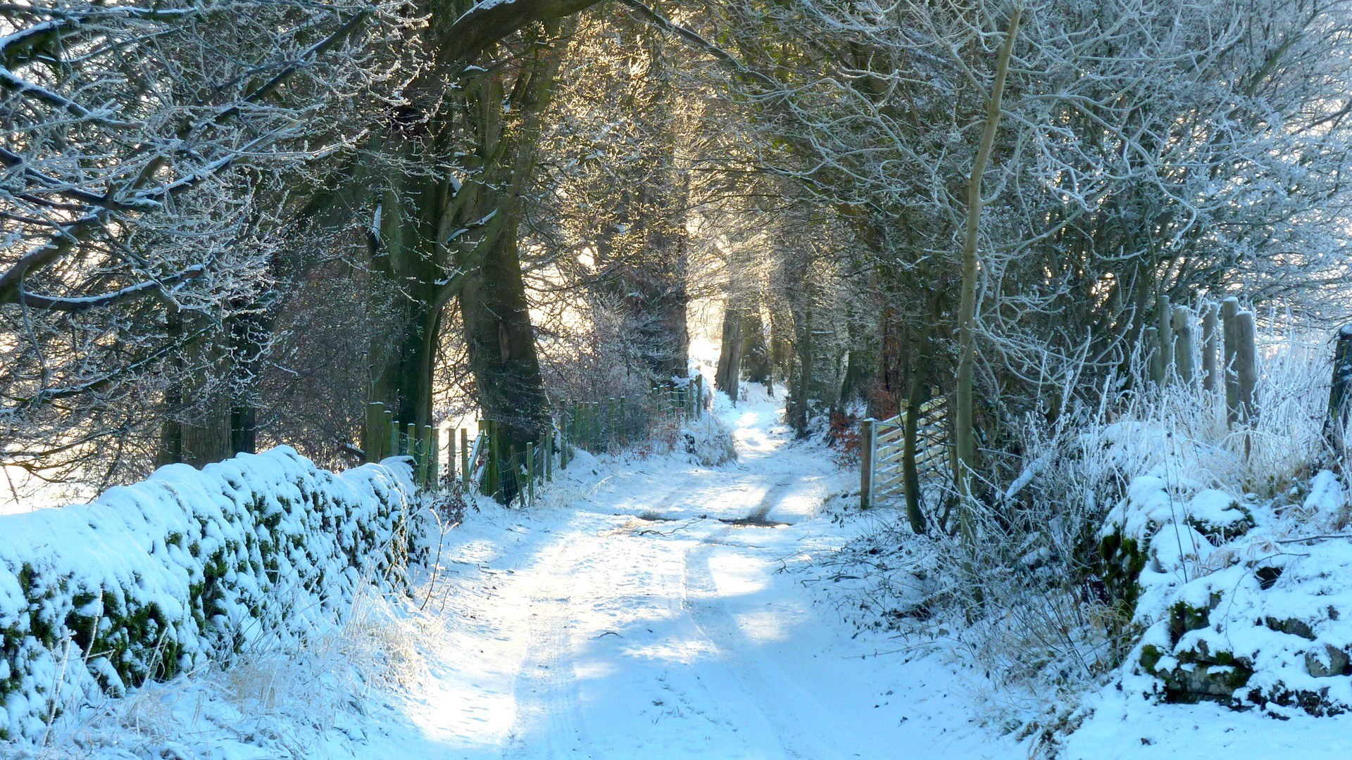 Snowy path through a winter forest