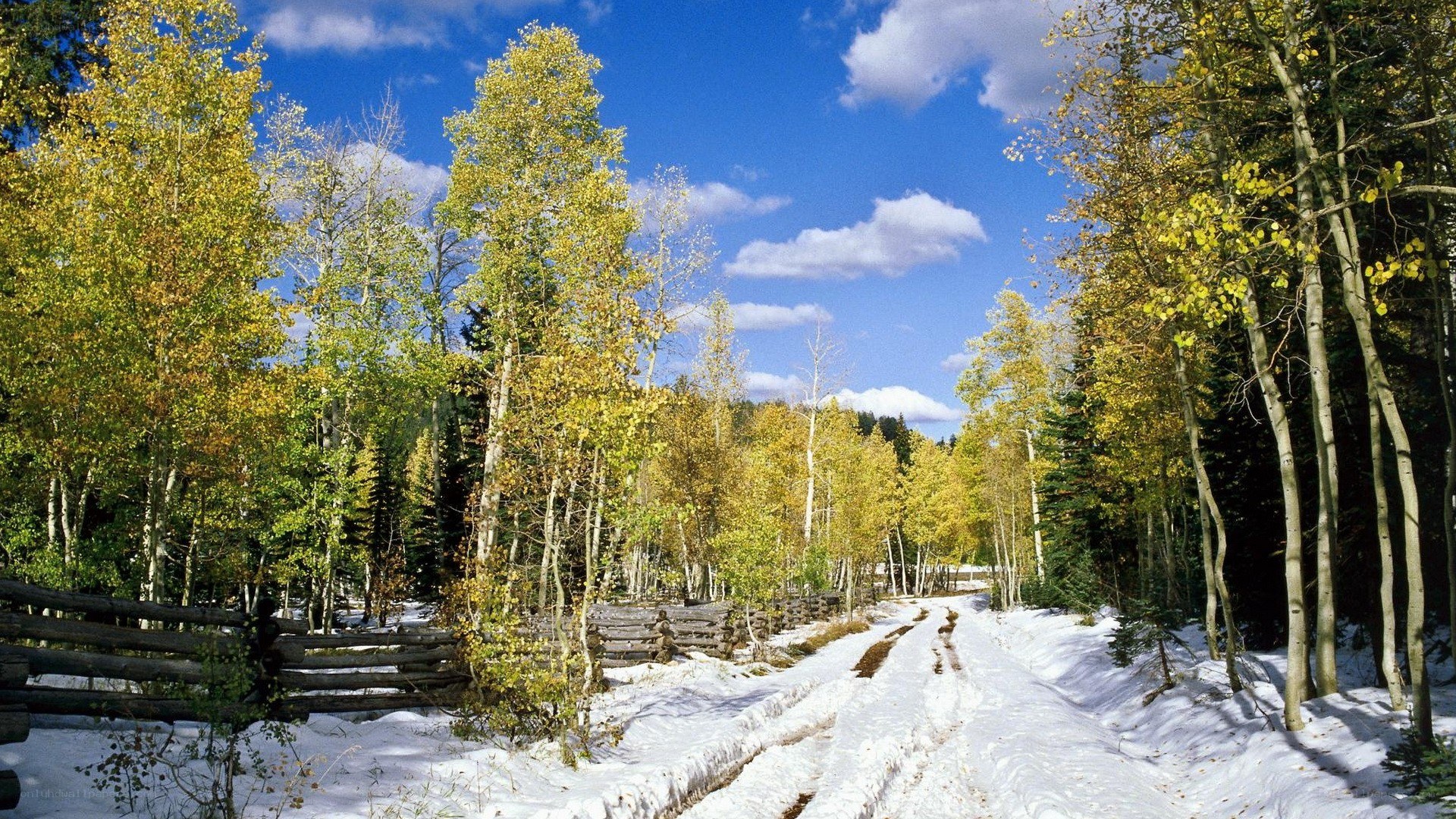 Snowy path through autumn forest