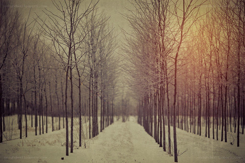 Snowy path through bare trees