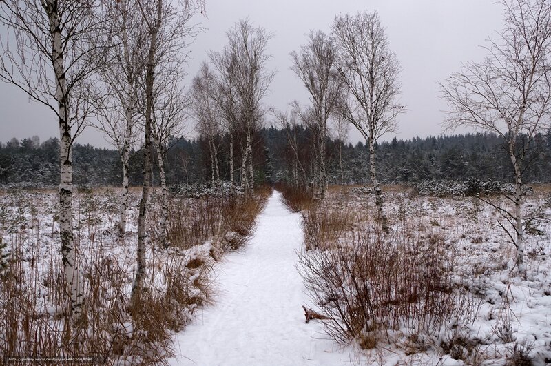 Snowy path through birch forest
