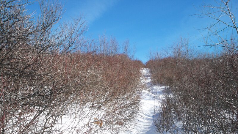 Snowy Path Through Bushes — Blue