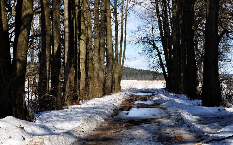 Snowy path through forest