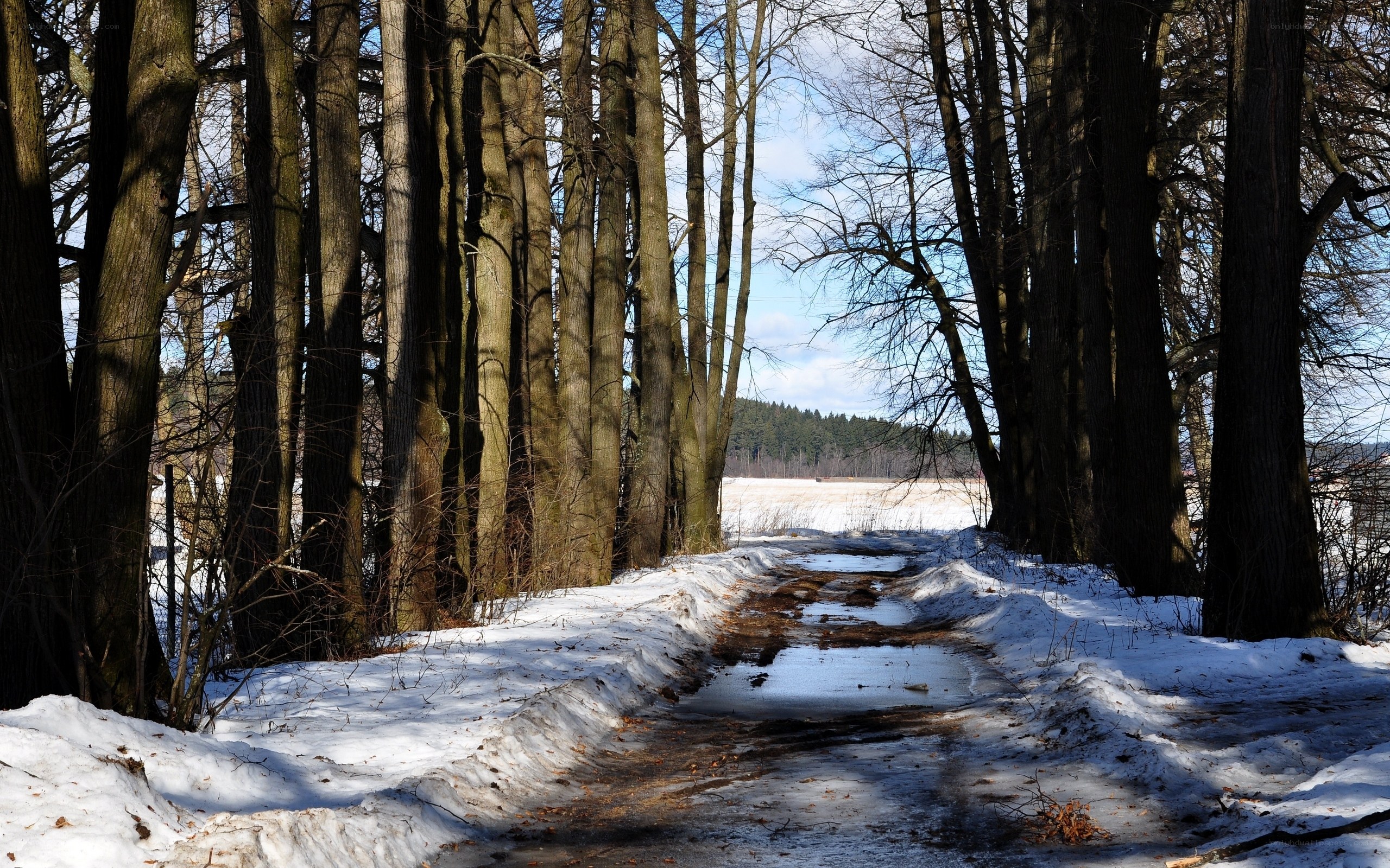 Snowy path through forest