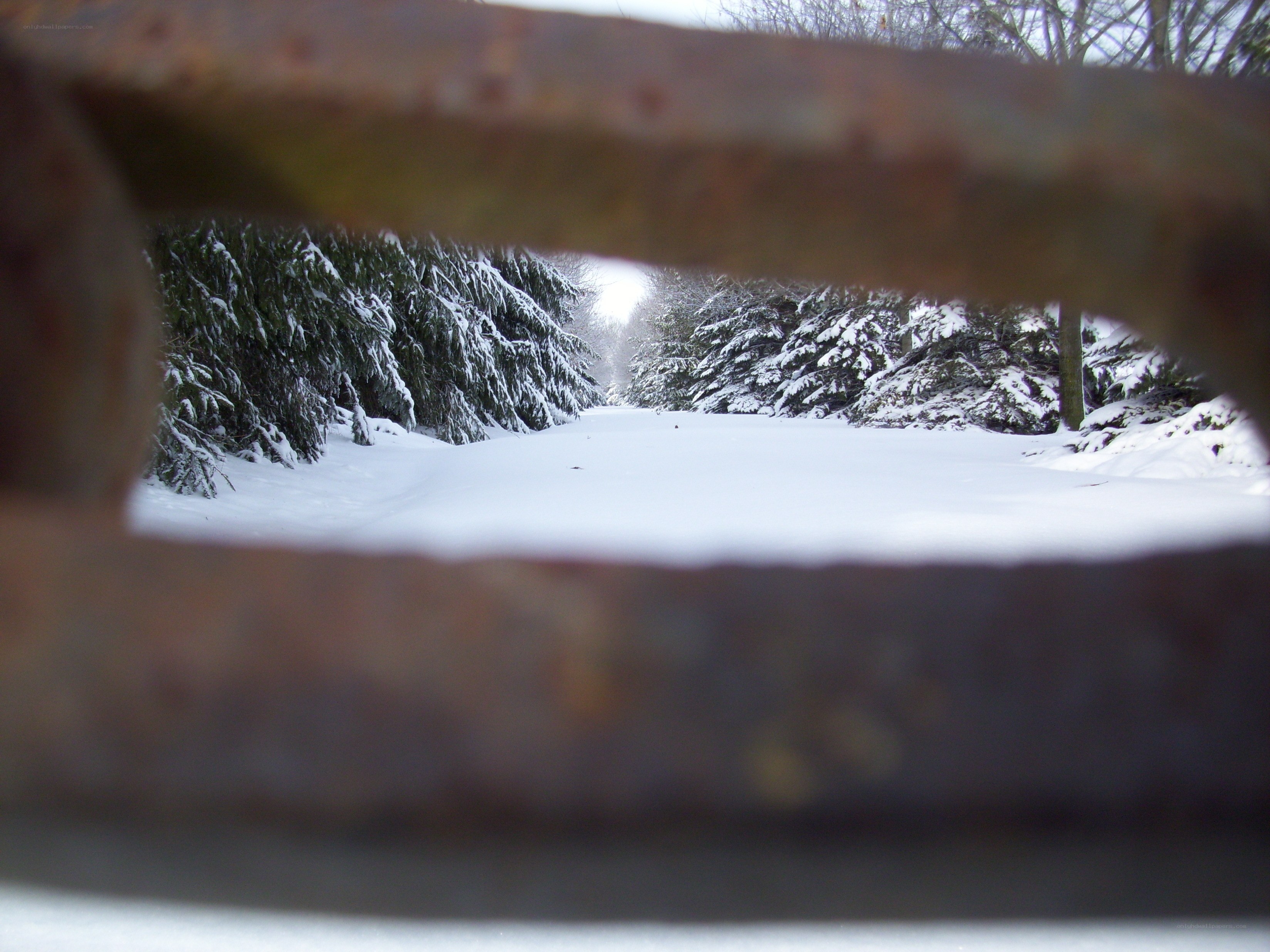 snowy path through trees