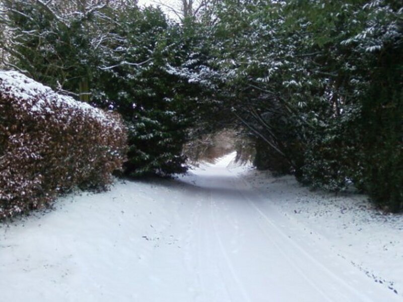 Snowy path through trees