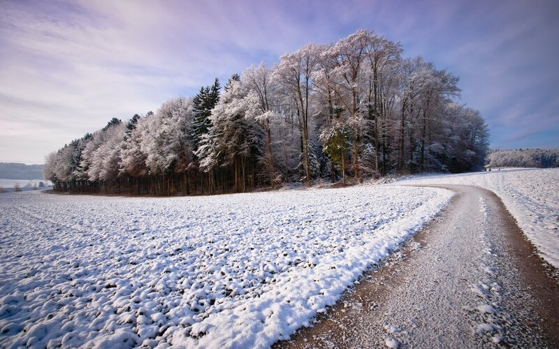 Snowy path through winter forest