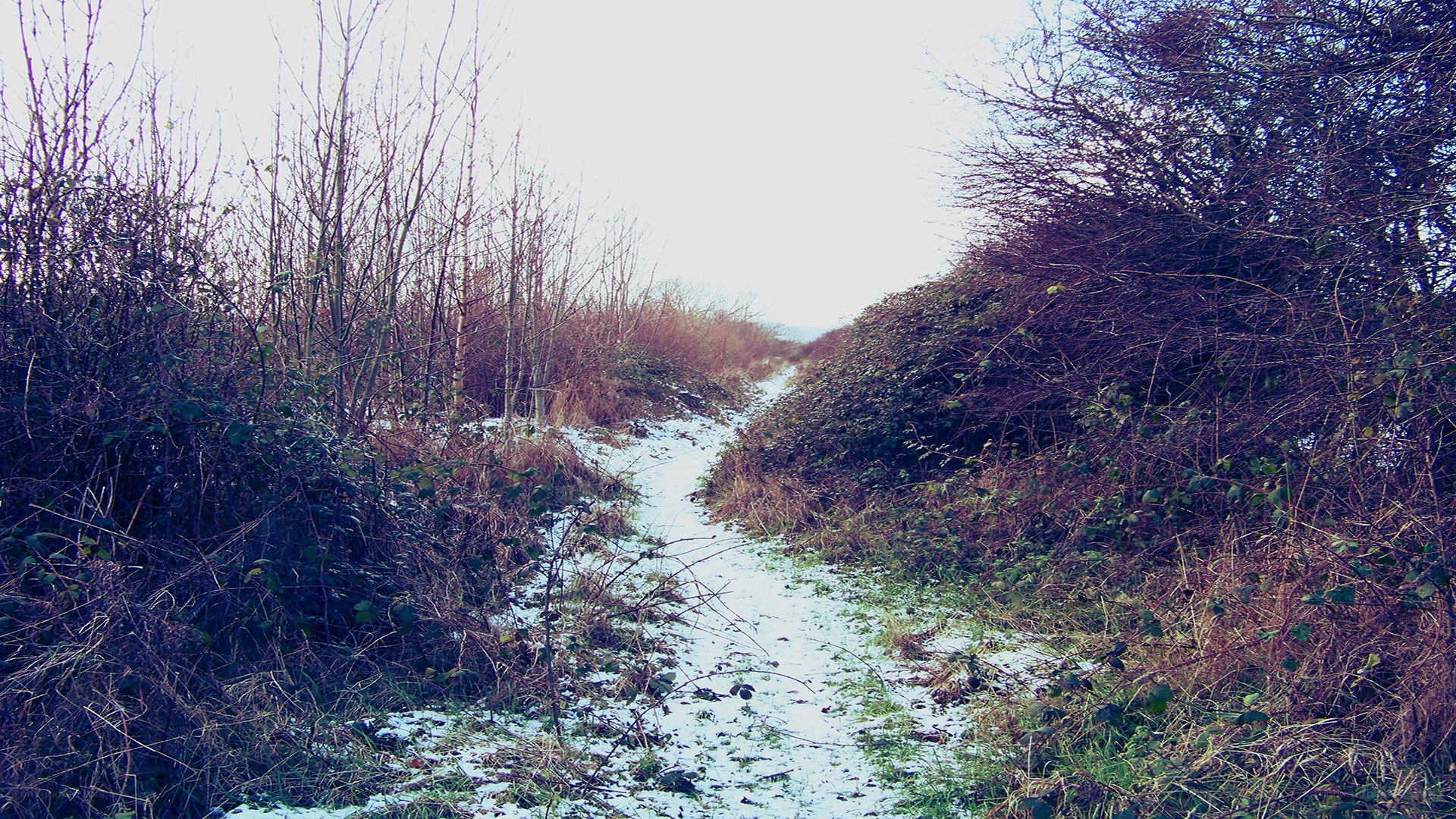 Snowy path through winter woods