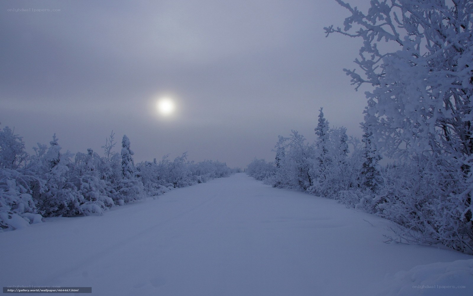 Snowy path under moonlight