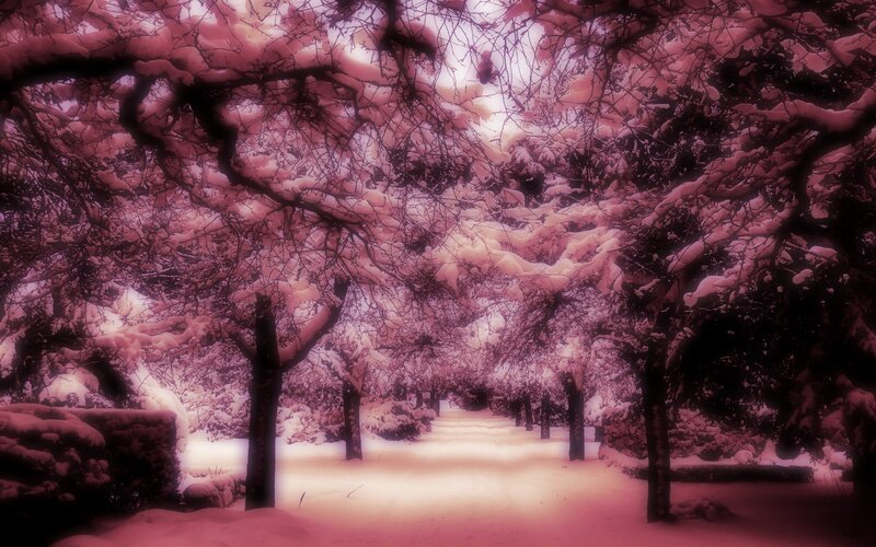 snowy path under pink trees