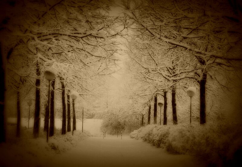 Snowy path under tree canopy