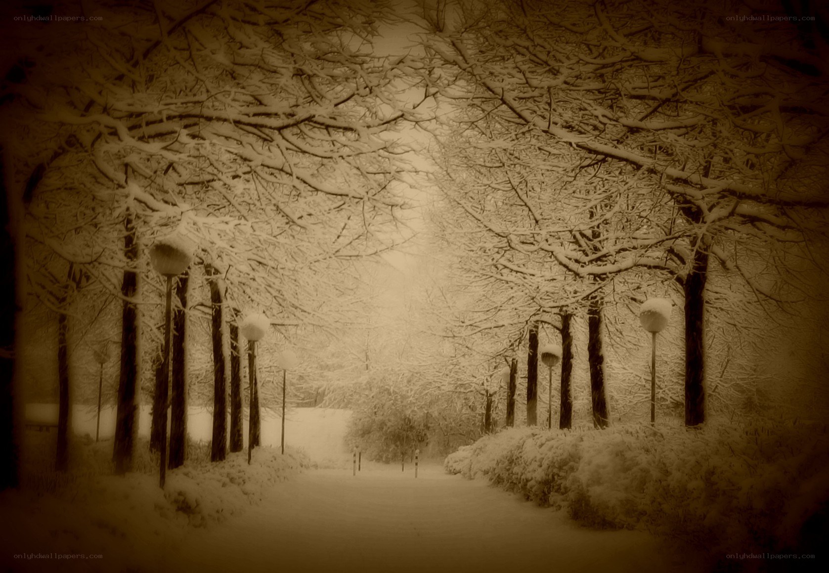 Snowy path under tree canopy
