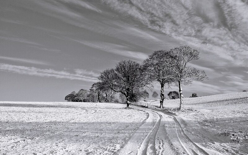 Snowy path with bare trees