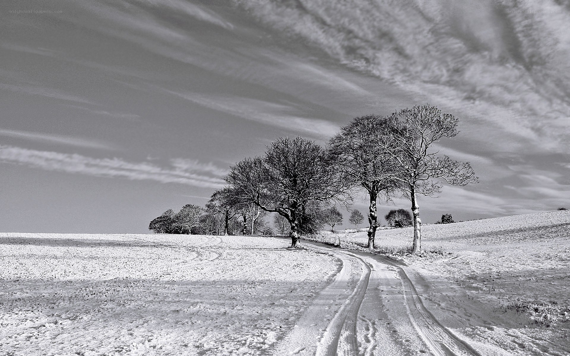 Snowy path with bare trees
