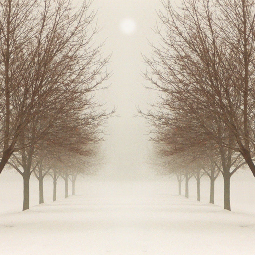 Snowy path with bare trees